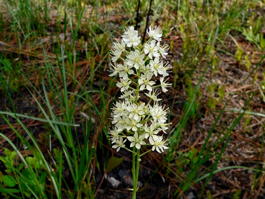 {Stenanthium densum}
